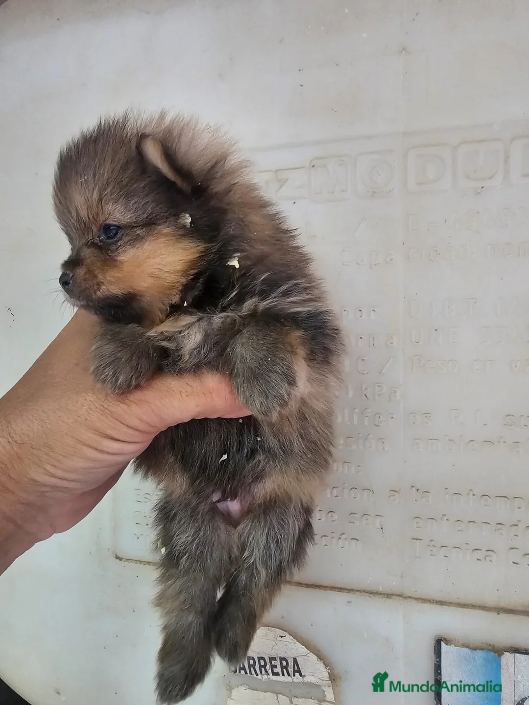 Pomerania perros en venta: Pomerania  - Anuncio 9