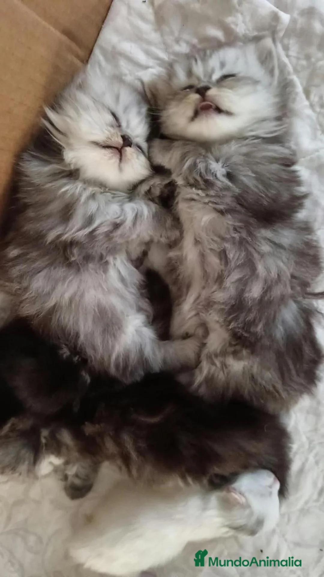 Persa gatos en venta: Gatos persa silver - Anuncio 4