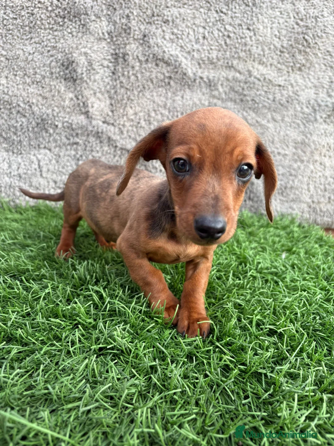Teckel Miniatura perros en venta: Macho de Teckel Kaninchen Merle chocolate diluido - Anuncio 5