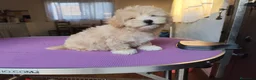 Maltipoo perros en venta: Macho de maltipoo nacionales - Anuncio 4