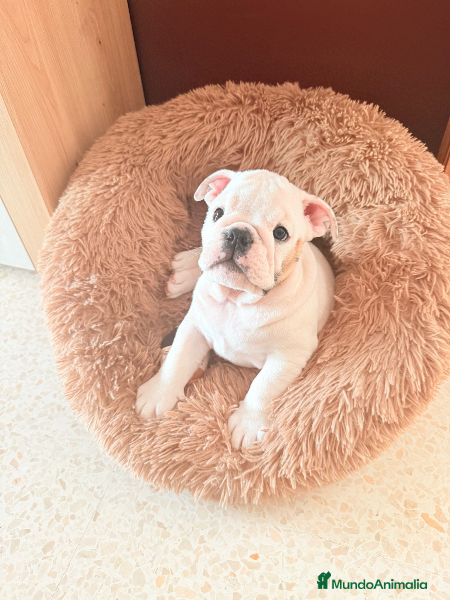 Bulldog Inglés perros Bulldog ingles HEMBRA  - Anuncio 6