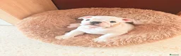 Bulldog Inglés perros en venta: Bulldog ingles HEMBRA  - Anuncio 1