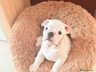 Bulldog Inglés perros Bulldog ingles HEMBRA - Anuncio 6