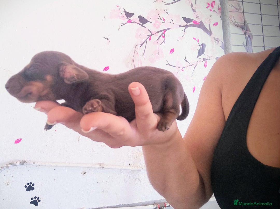 Teckel perros en venta: Cachorro de teckel  - Anuncio 4