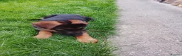 Pastor Alemán perros en venta: Cachorros de pastor alemán  - Anuncio 2
