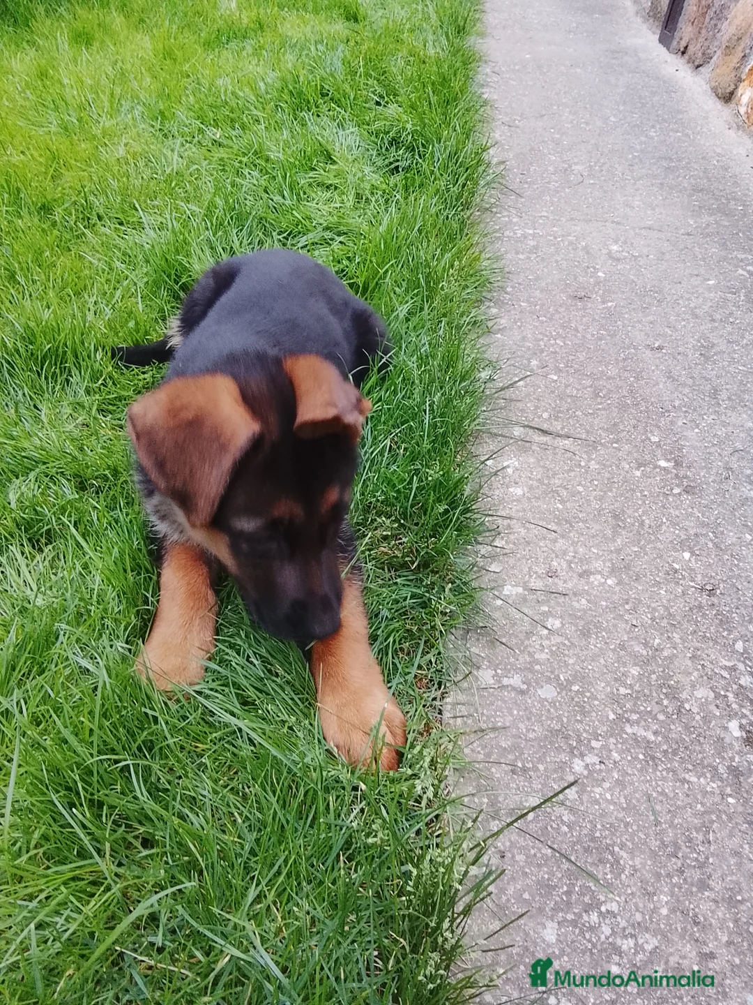 Pastor Alemán perros en venta: Cachorros de pastor alemán  - Anuncio 2