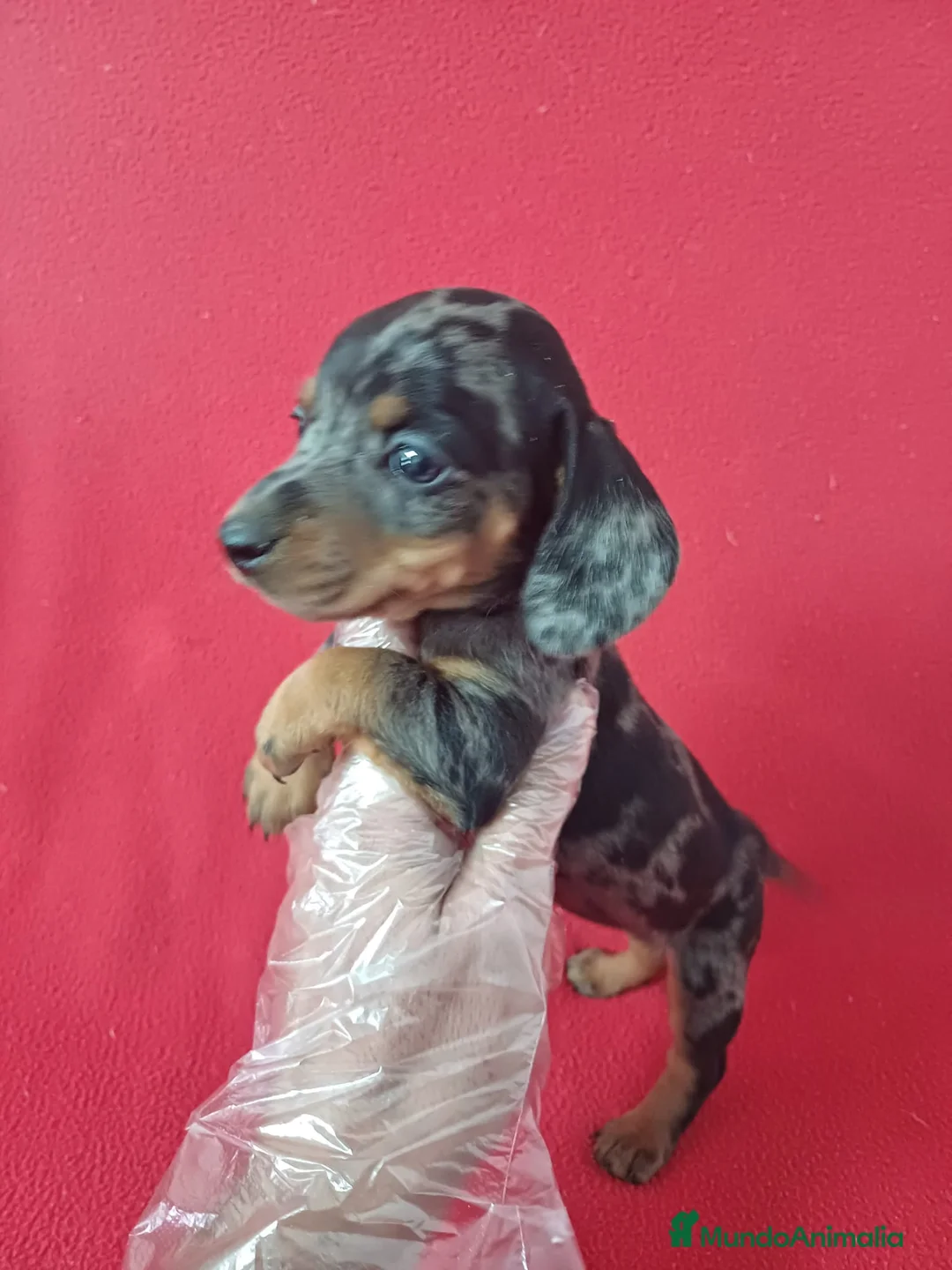 Teckel Miniatura perros en venta: Teckel Miniatura Arlequin  - Anuncio 2