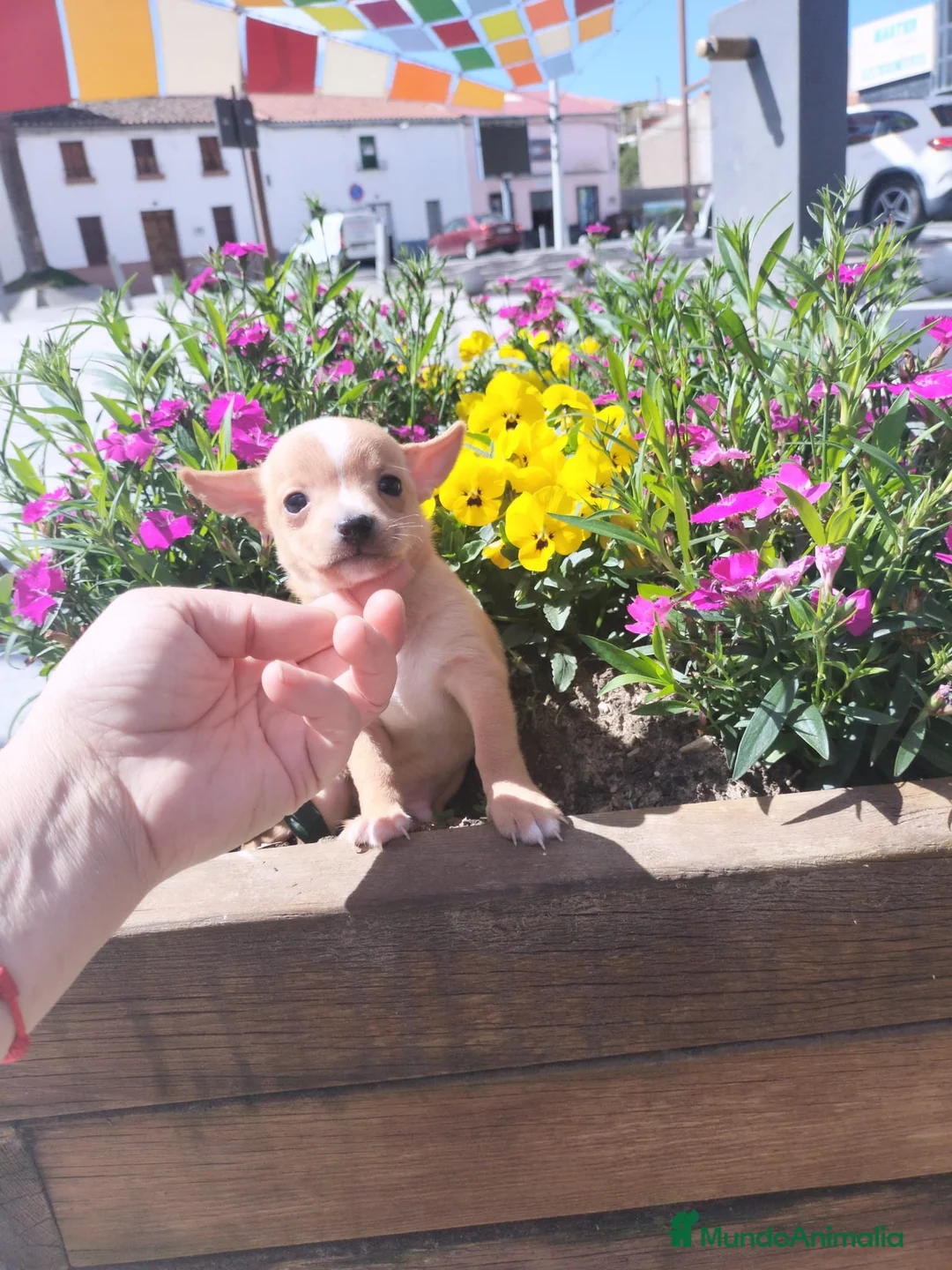 Chihuahua perros en venta: Chihuahua machos - Anuncio 2