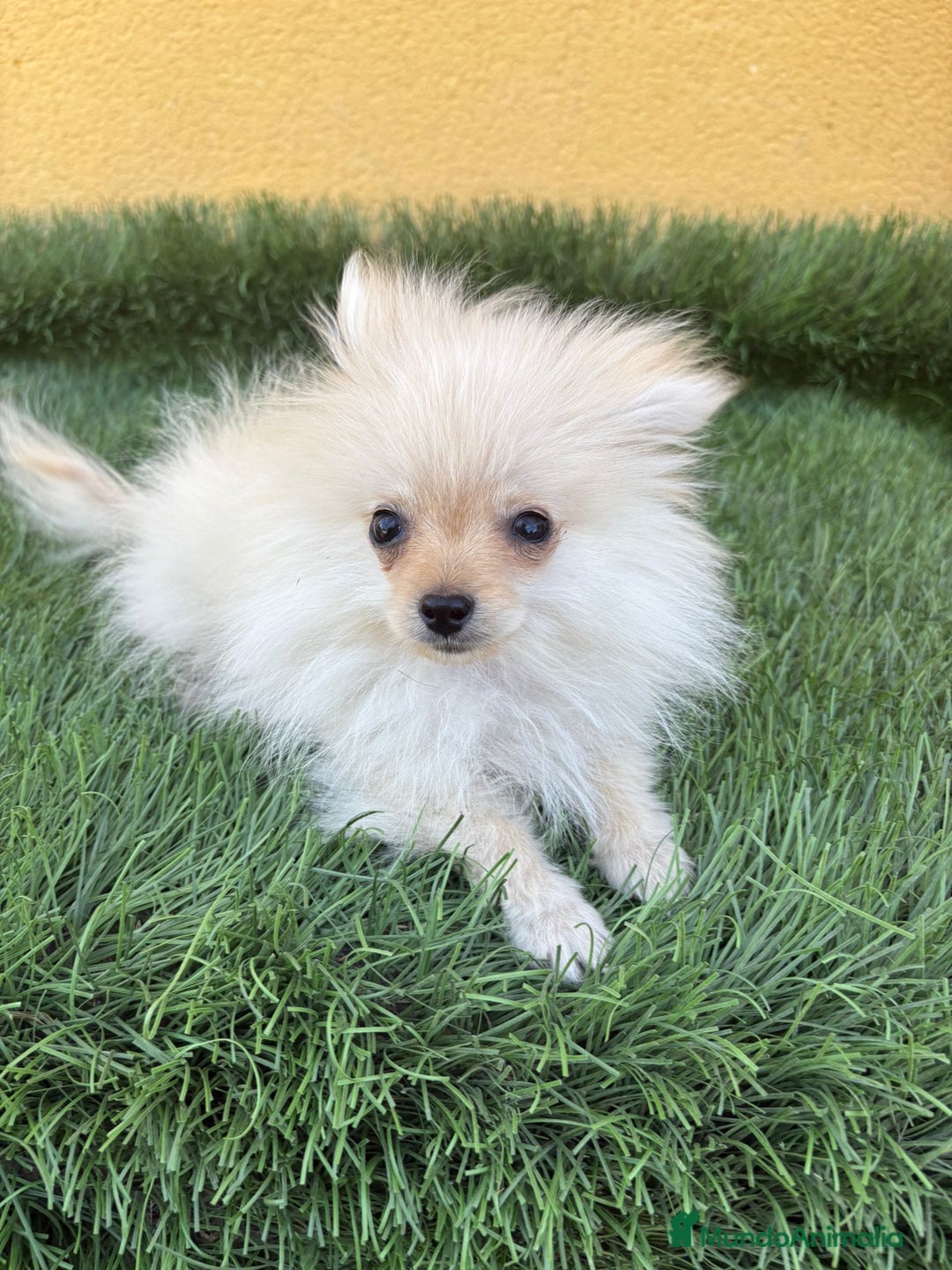 Pomerania perros en venta: Lulu de Pomerania micro toy macho - Imagen 6