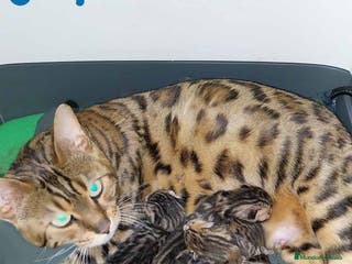 Bengalí gatos Camada Bengali - AQUANATURA en Barcelona - Anuncio 21