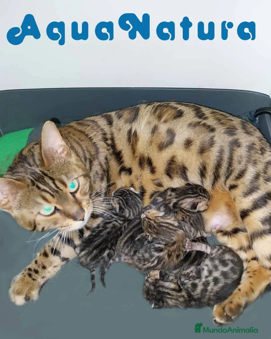 Bengalí gatos en venta: Camada Bengali - AQUANATURA en Barcelona - Anuncio 1