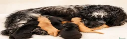 Cocker Spaniel Inglés perros en venta: ÚLTIMO MACHO RUANO COCKER SPANIEL INGLES - Anuncio 2