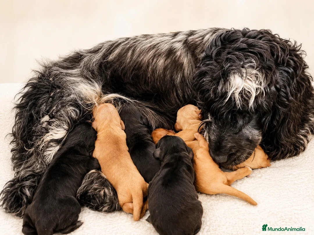Cocker Spaniel Inglés perros en venta: ÚLTIMO MACHO RUANO COCKER SPANIEL INGLES - Anuncio 2