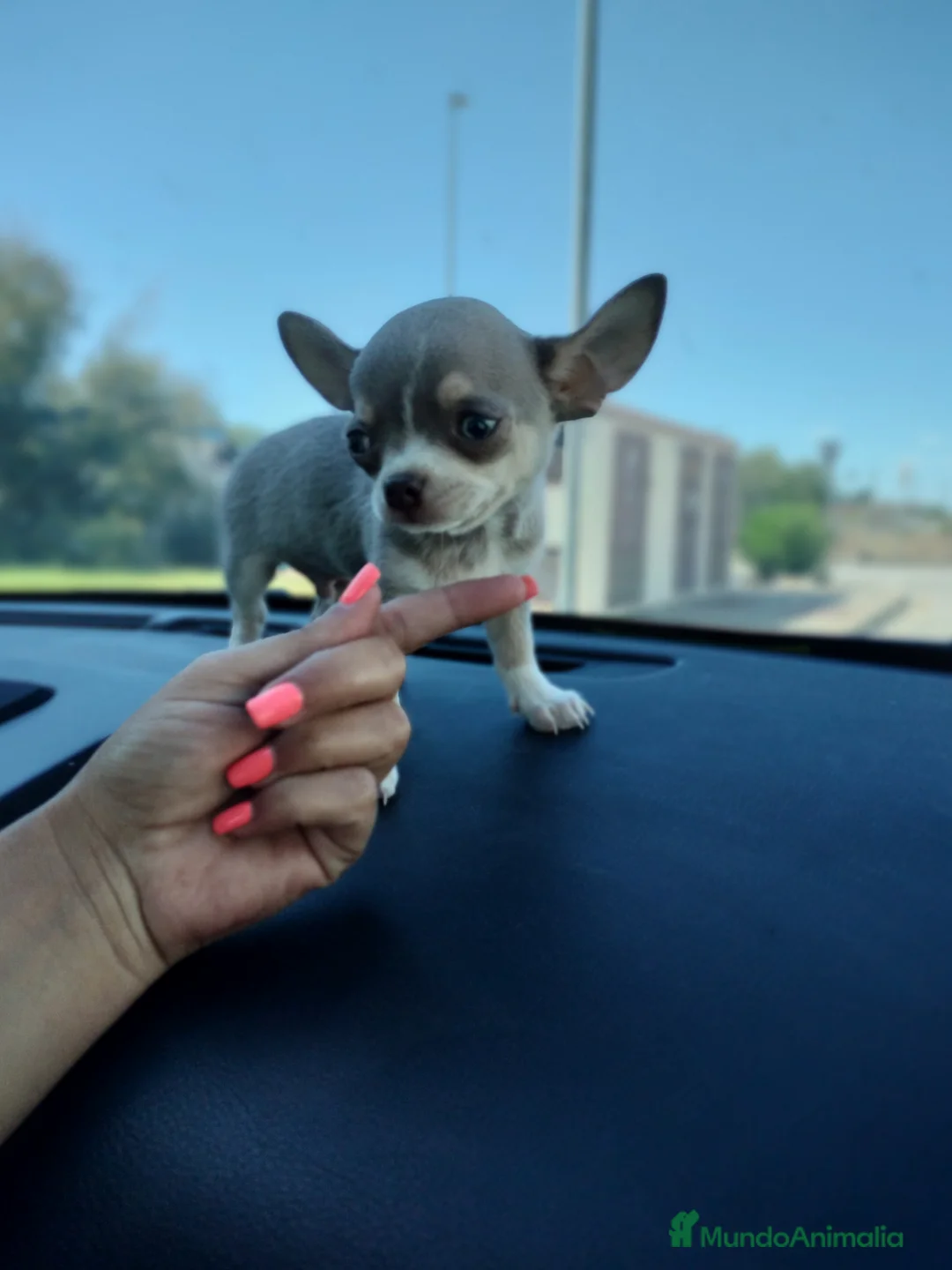 Chihuahua perros en venta: Chihuahua mini en Badajoz - Anuncio 2