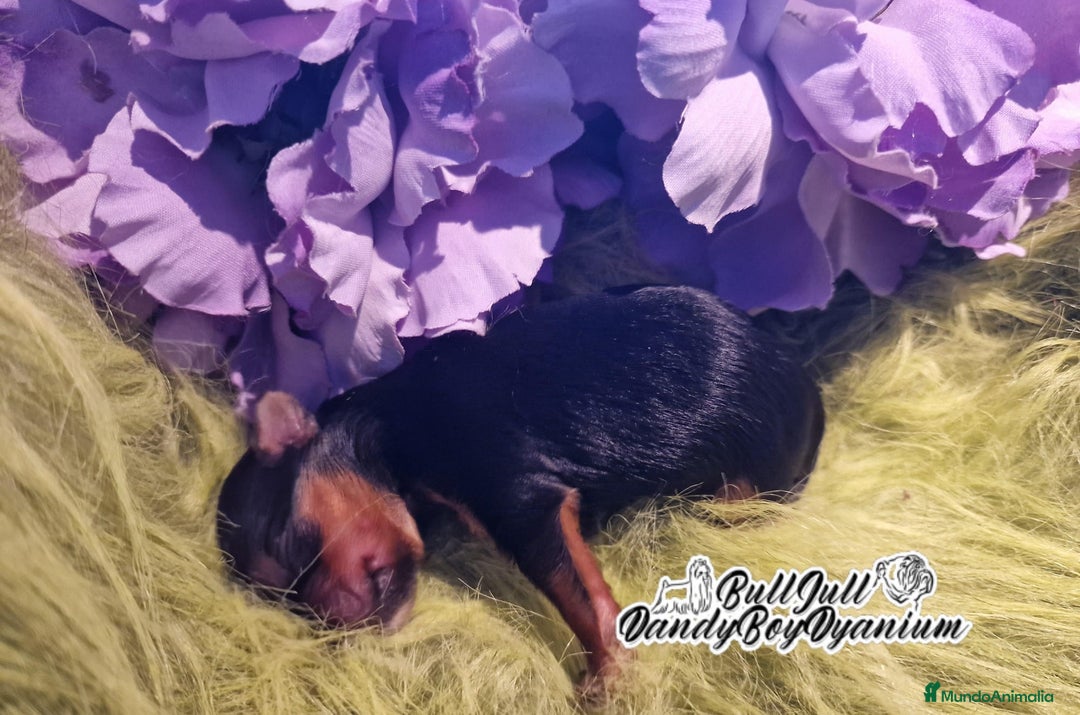 Yorkshire Terrier perros en venta: Disponible en Vizcaya - Imagen 4