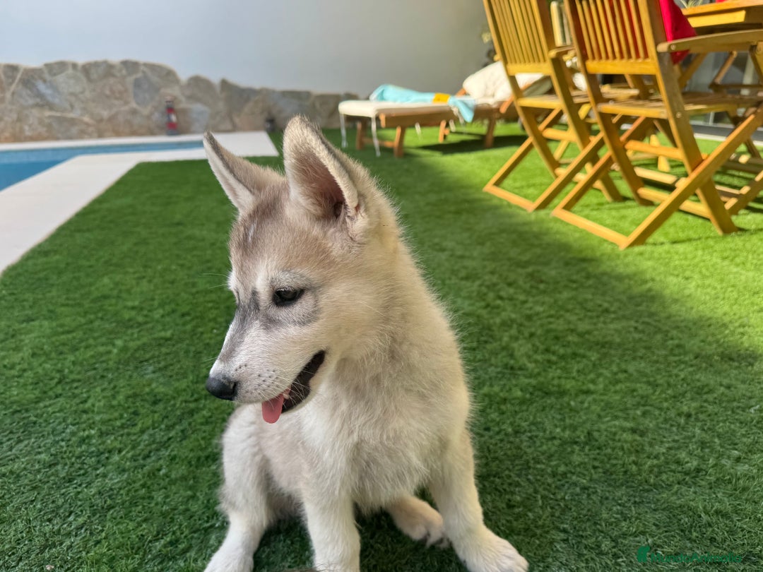 Husky Siberiano perros en venta: HUSKY Y LOBO ARTICO - Imagen 14