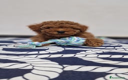 Caniche Toy perros en venta: Caniches toy ASIATICO 100% - Imagen 4