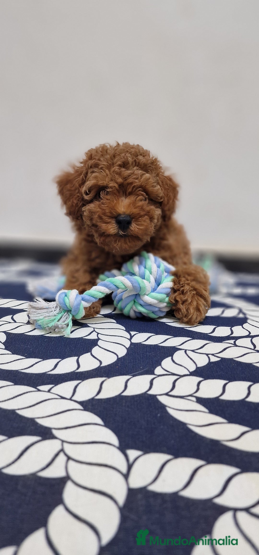 Caniche Toy perros en venta: Caniches toy ASIATICO 100% - Imagen 4