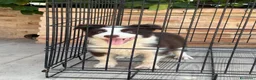 Border Collie perros en venta: Cachorro Border collie ojos azules  - Anuncio 2