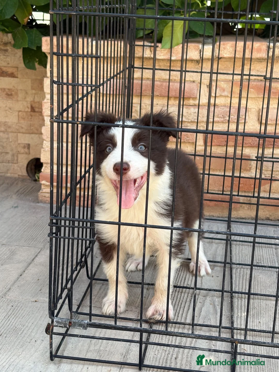 Border Collie perros en venta: Cachorro Border collie ojos azules  - Anuncio 2