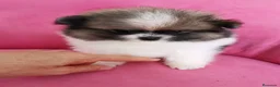 Pomerania perros en venta: Pomerania TOY Muñecas ♂️♀️ - Anuncio 13