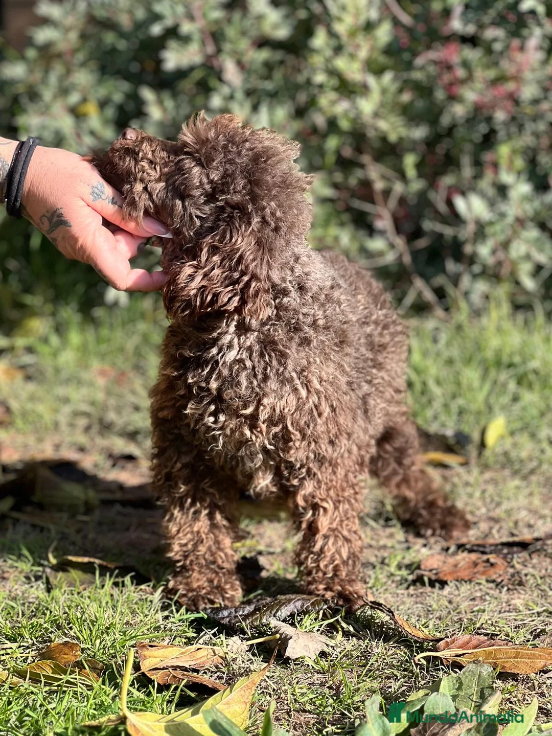 Maltipoo perros en venta: MALTIPOO TOY CHOCOLATE DISPONIBLES - Anuncio 2