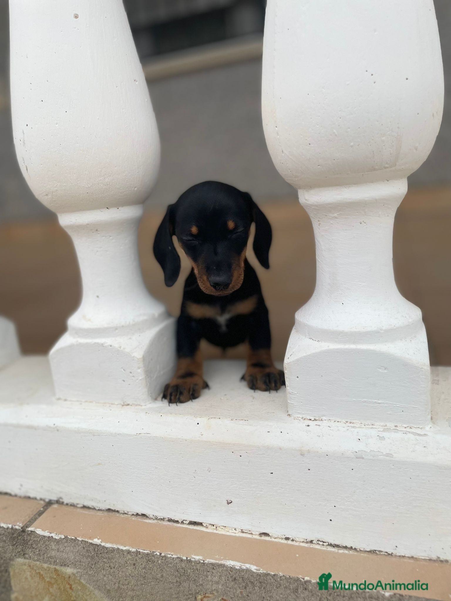 Teckel Miniatura perros teckel miniatura - Anuncio 3