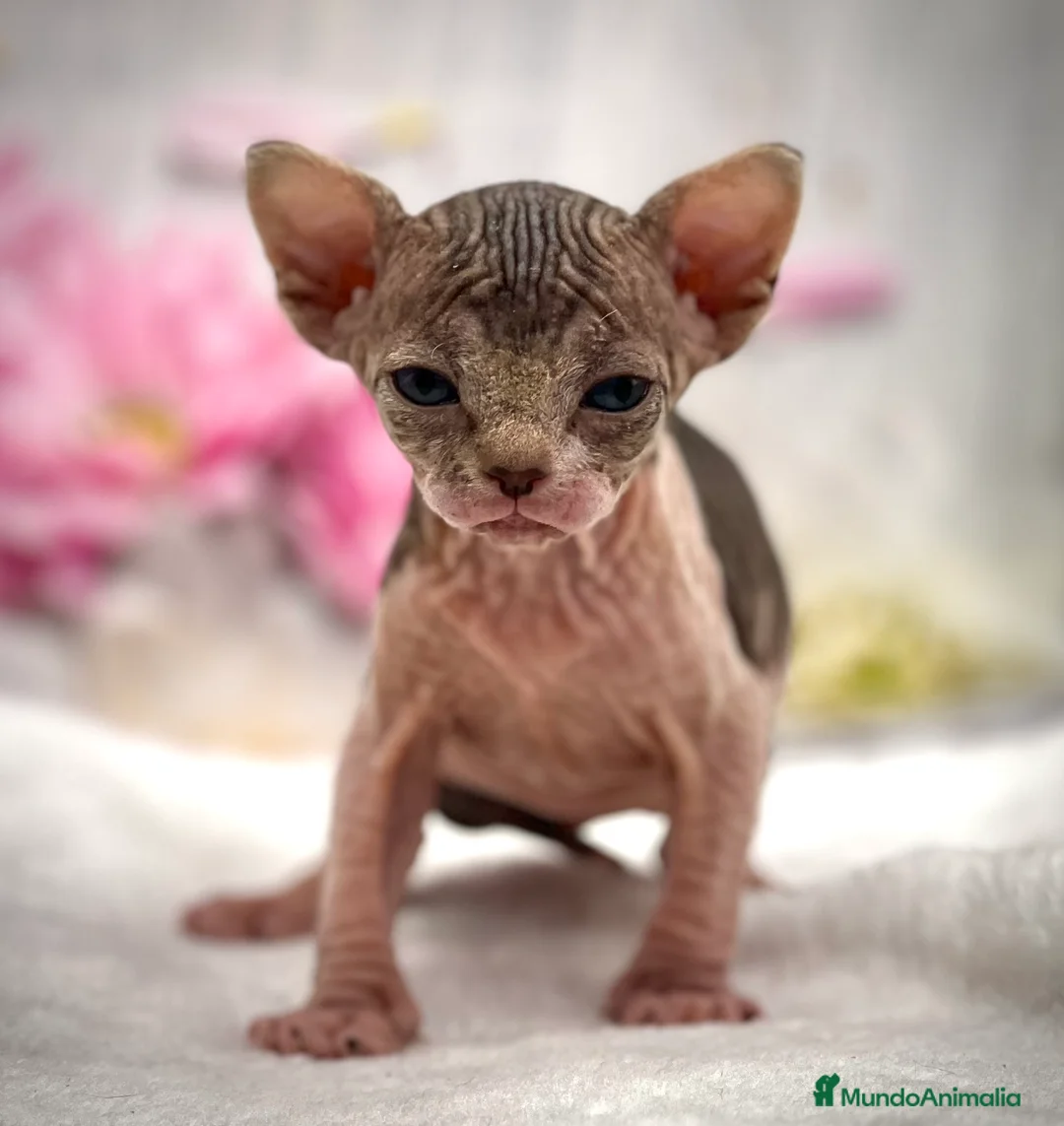 Sphynx gatos en venta: Preciosa camada de sphynx  - Anuncio 7