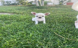 Chihuahua perros en venta: ÚLTIMOS 3 MACHOS - Imagen 8