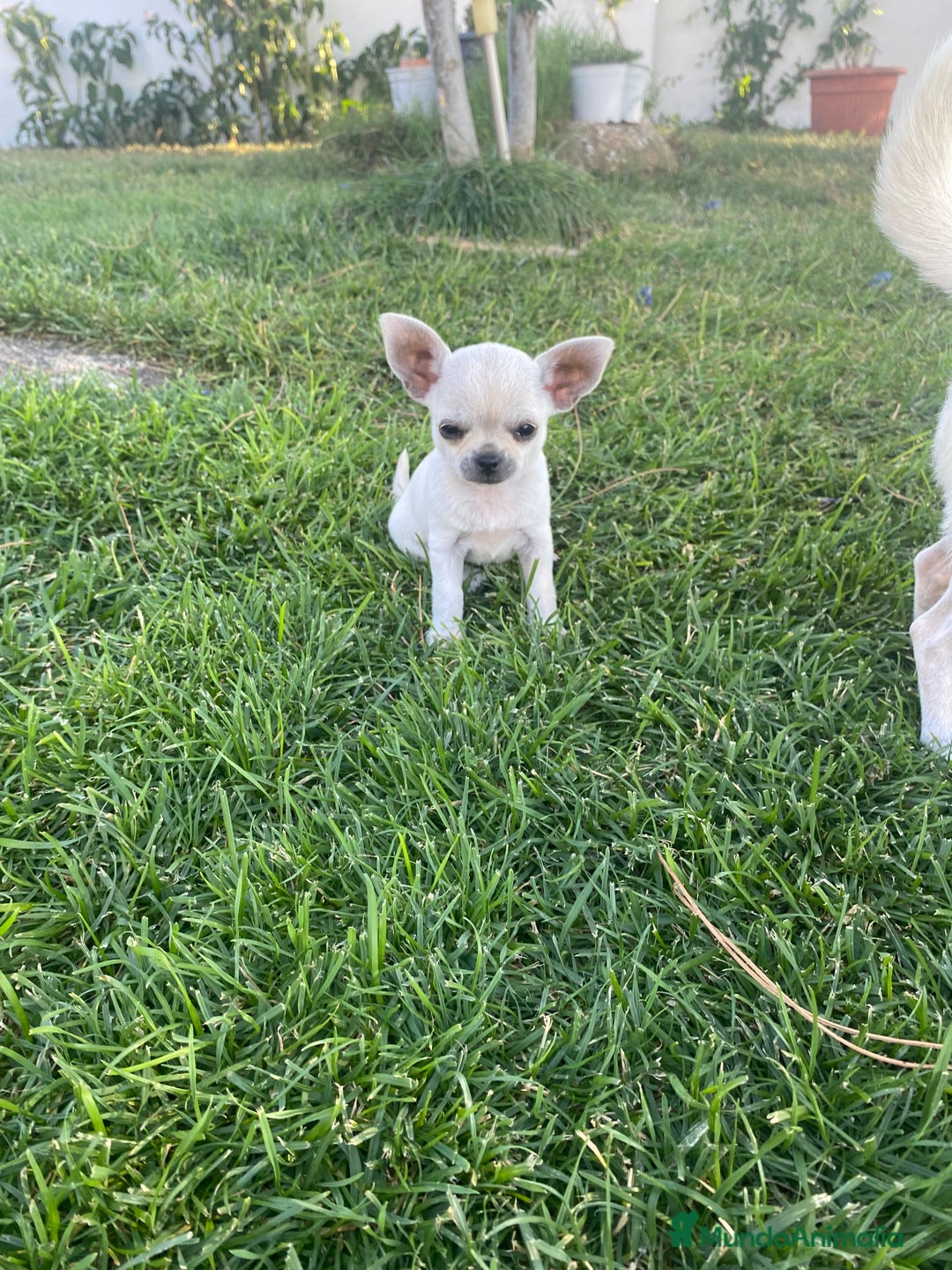 Chihuahua perros en venta: ÚLTIMOS 3 MACHOS - Imagen 8
