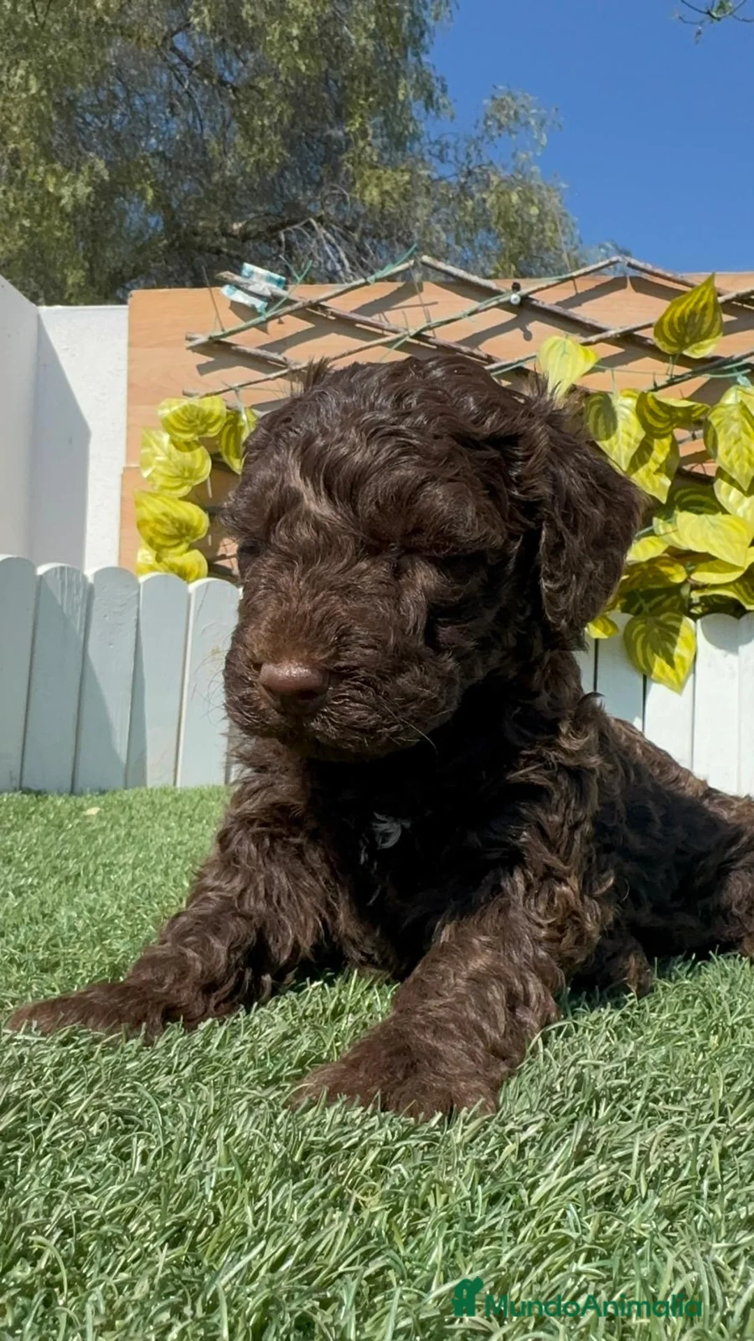 Perro de Agua Español perros en venta: PERRO DE AGUA  - Anuncio 1