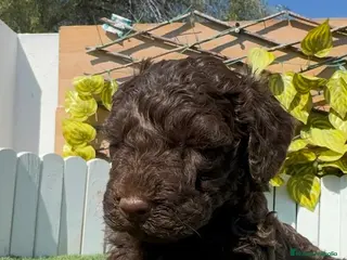 Perro de Agua Español perros PERRO DE AGUA - Anuncio 2