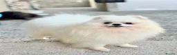 Pomerania perros en venta: Machos de Pomerania Blancos - Anuncio 1