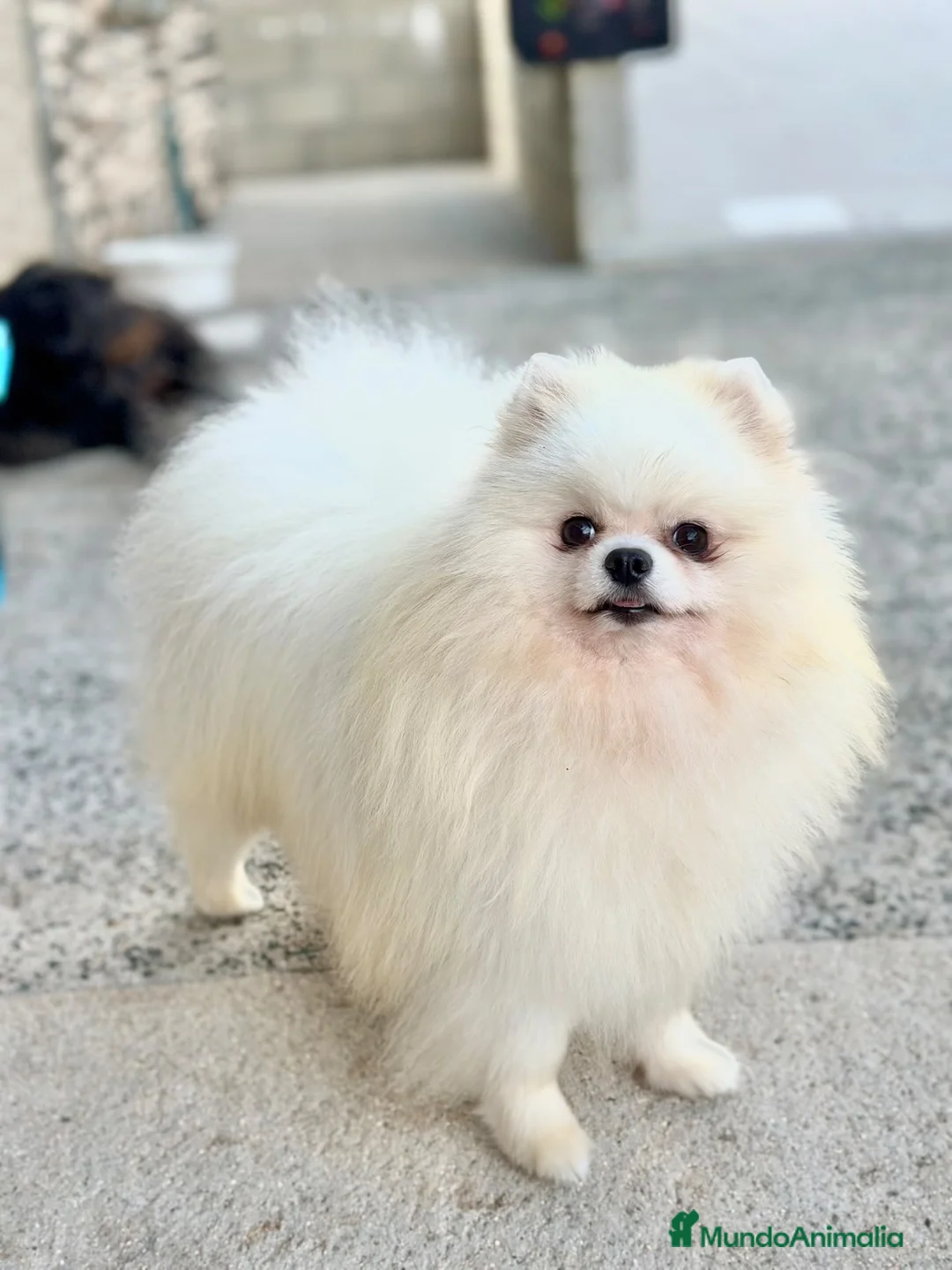 Pomerania perros en venta: Machos de Pomerania Blancos - Anuncio 1