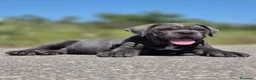 Cane Corso perros en venta: Cachorro de Cane Corso - Anuncio 6
