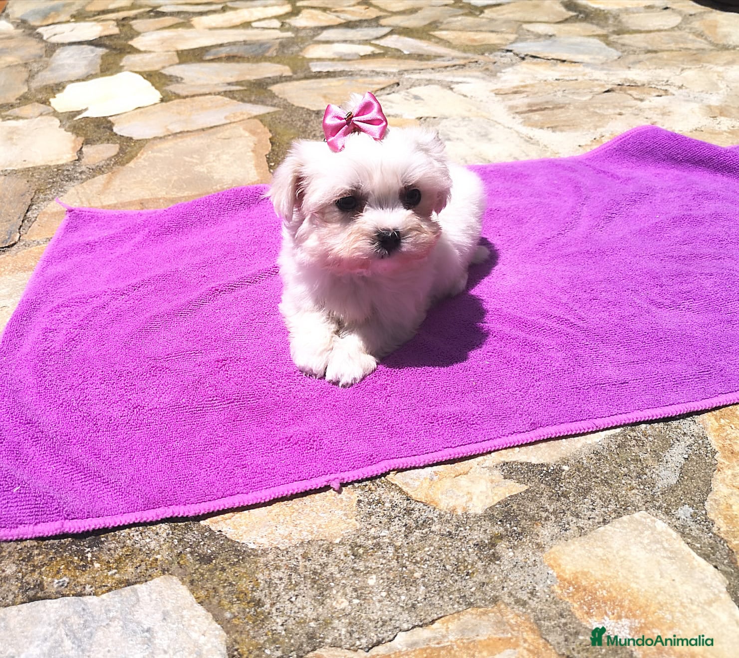 Bichón Maltés perros Bichón Maltés en Barcelona - Anuncio 2