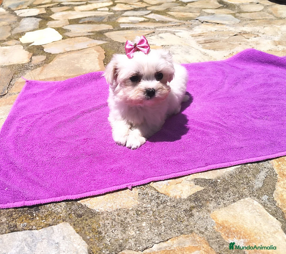 Bichón Maltés perros en venta: Bichón Maltés en Barcelona - Anuncio 2