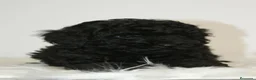 Caniche Toy perros en venta: CANICHE TOY NEGRO  - Anuncio 2