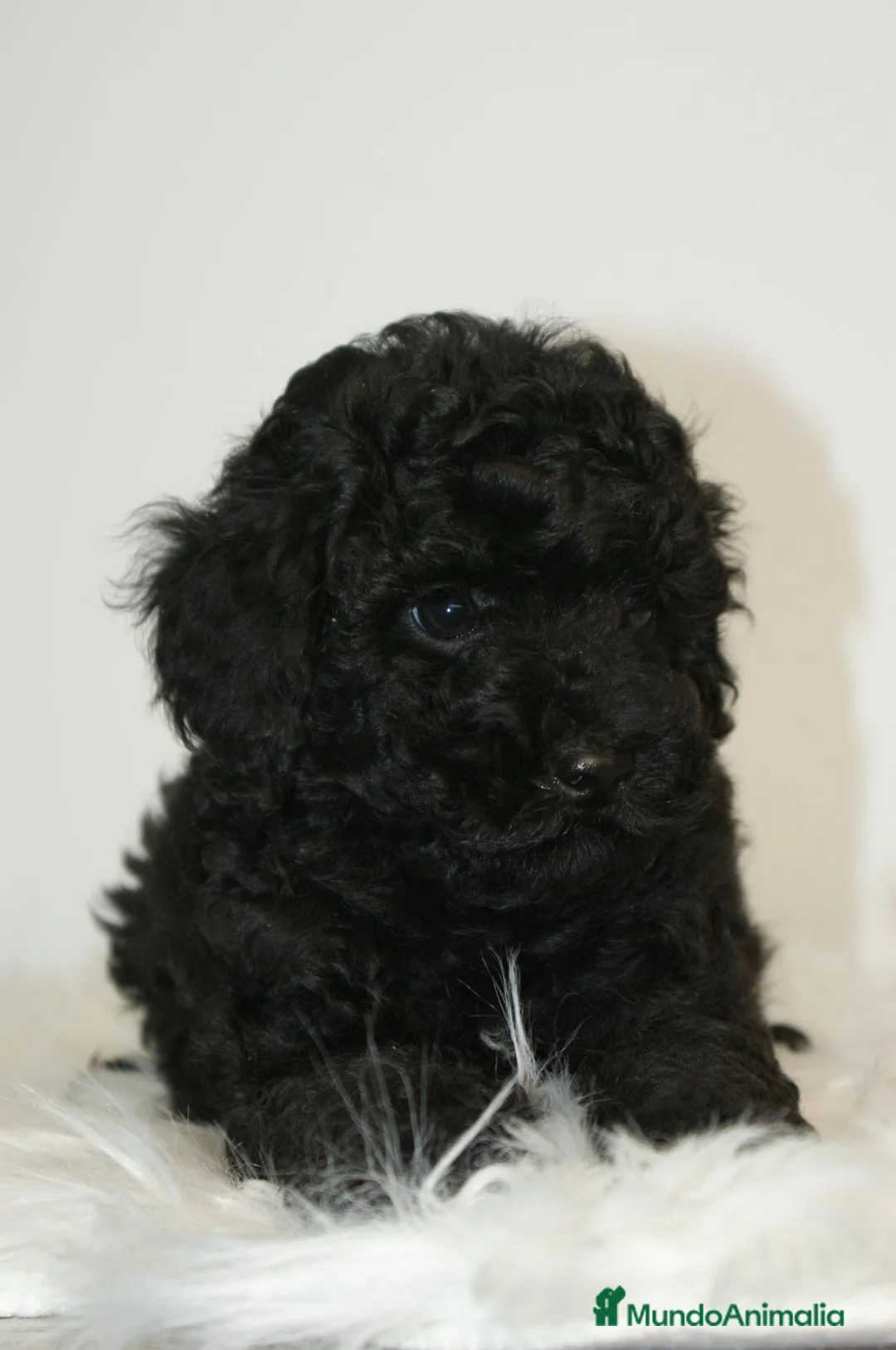 Caniche Toy perros en venta: CANICHE TOY NEGRO  - Anuncio 2