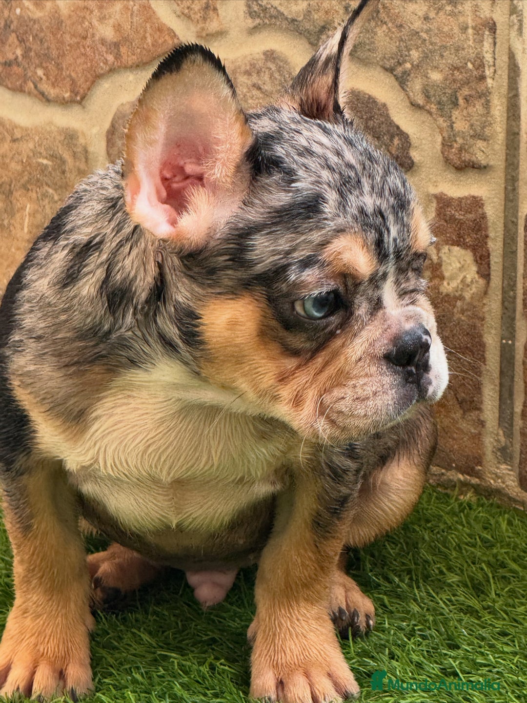 Bulldog Francés perros en venta: Macho Black Merle Tan  - Imagen 4