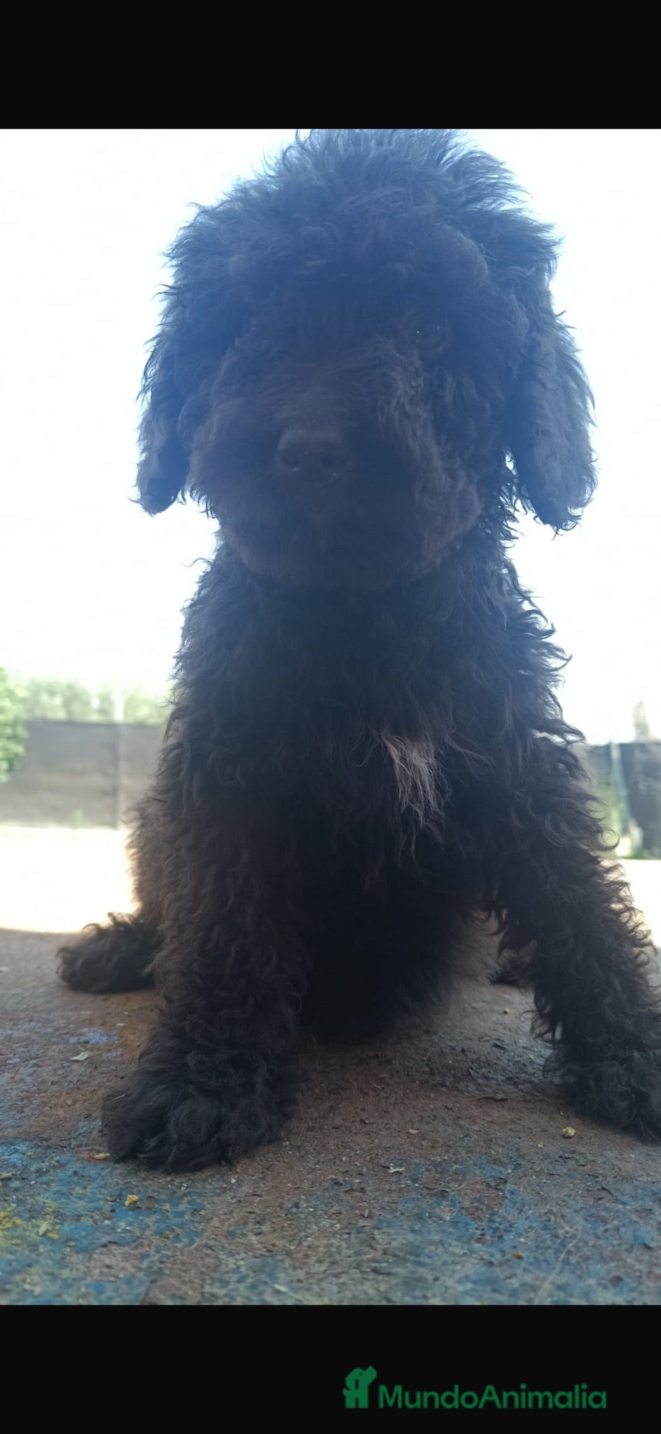 Perro de Agua Español perros Última hembra perro de agua!!!🐶🐾 - Anuncio 1