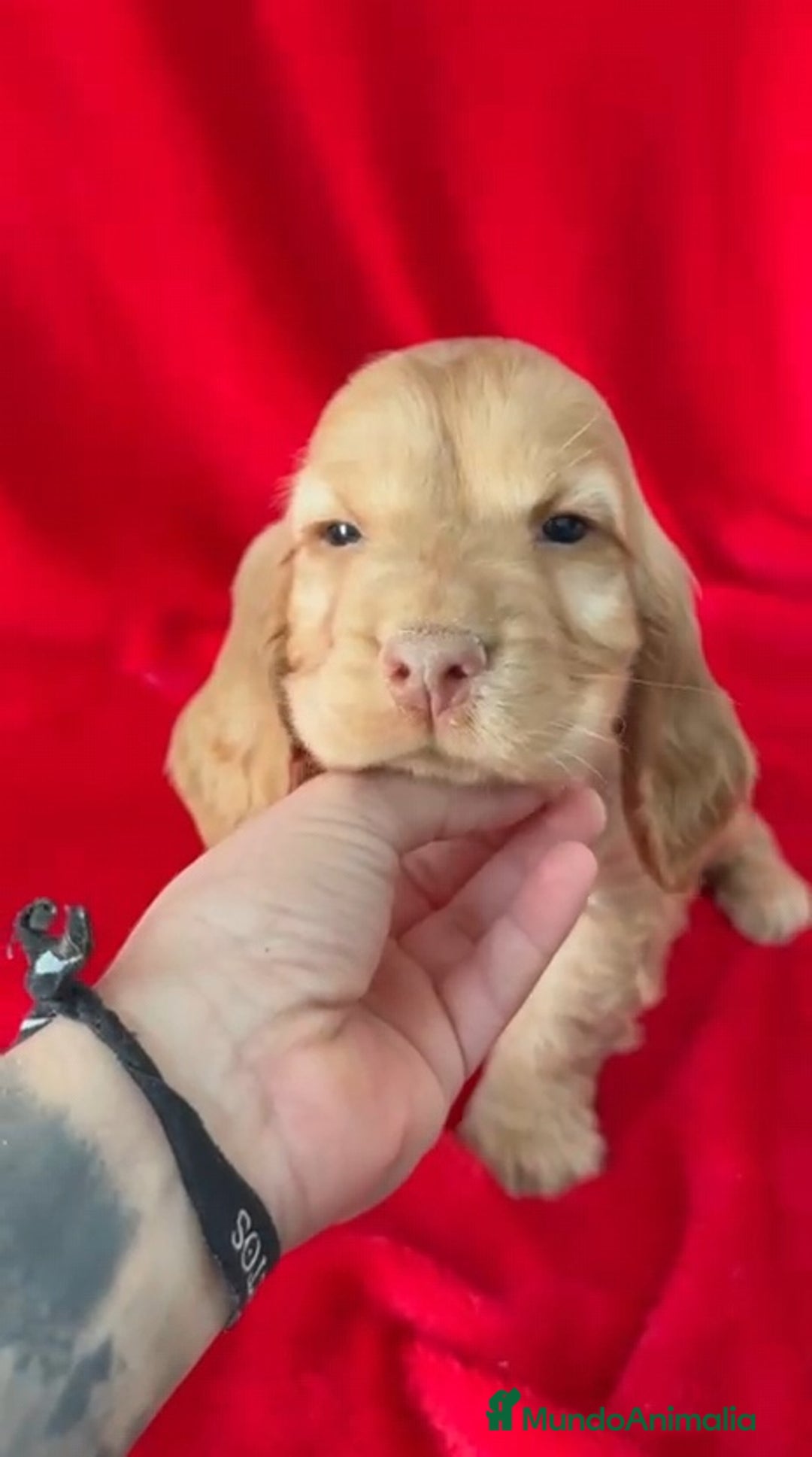 Cocker Spaniel Inglés perros en venta: Cocker Spaniel  - Anuncio 3