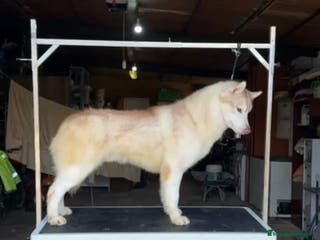 Husky Siberiano perros Joven de siberian husky en Salamanca - Anuncio 14