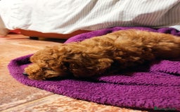 Caniche Mediano perros en venta: Caniche rojo estándar - Imagen 3