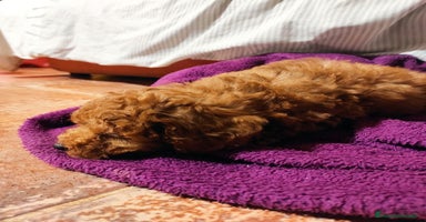 Caniche Mediano perros - Anuncio 1