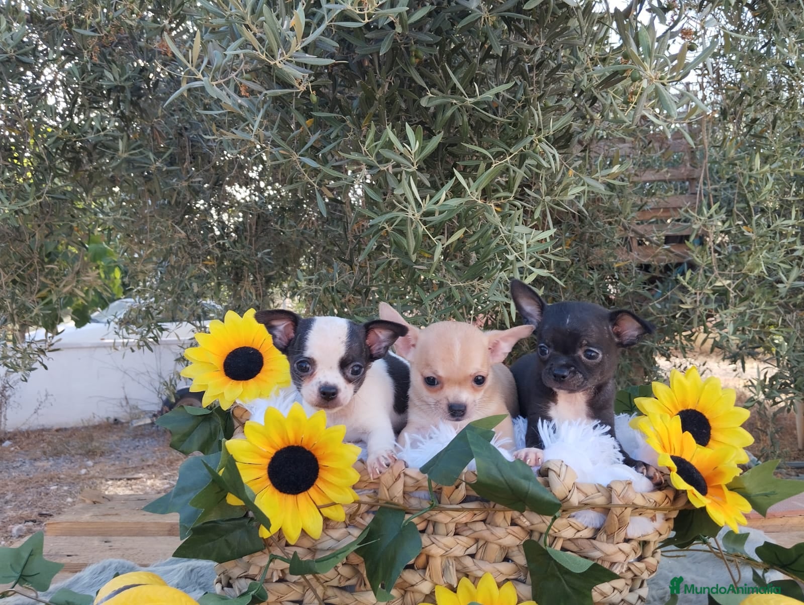 Chihuahua perros CHIHUAHUAS TOYS CABEZA de MANZANA 🍎🍎 🥰🥰🥰 - Anuncio 1