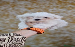 Bichón Maltés perros en venta: Bichon maltés  en Cádiz - Imagen 1
