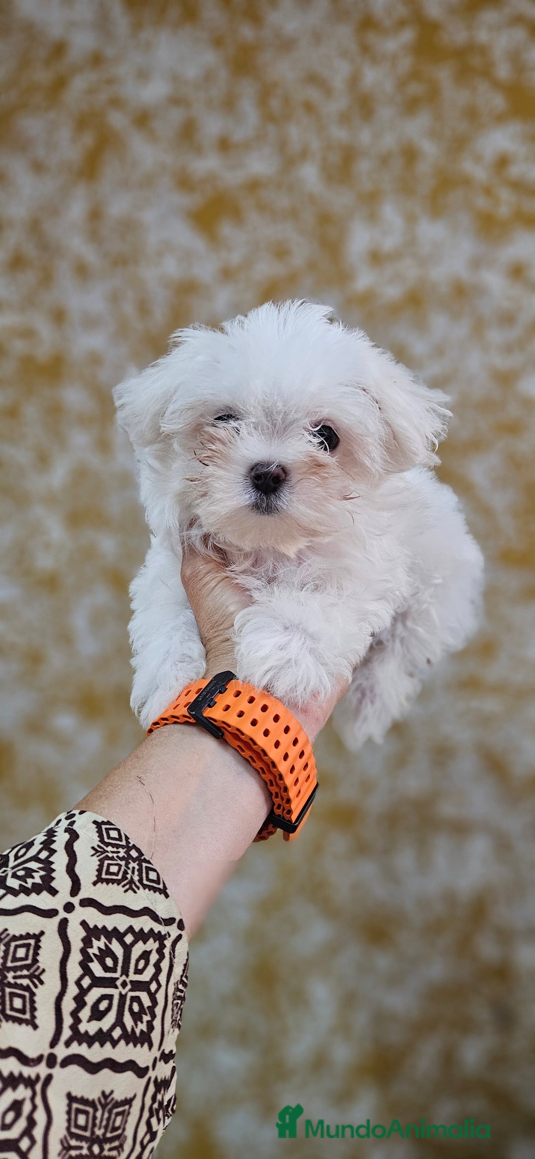 Bichón Maltés perros en venta: Bichon maltés  en Cádiz - Imagen 1