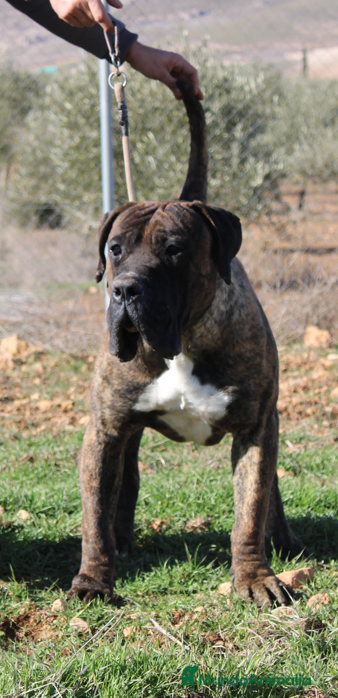 Presa Canario perros para monta: Presa canario - Anuncio 6