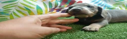 Teckel Miniatura perros en venta: TECKEL MINI - Anuncio 3